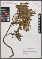 Salix bicolor Ehrh. ex Willd.